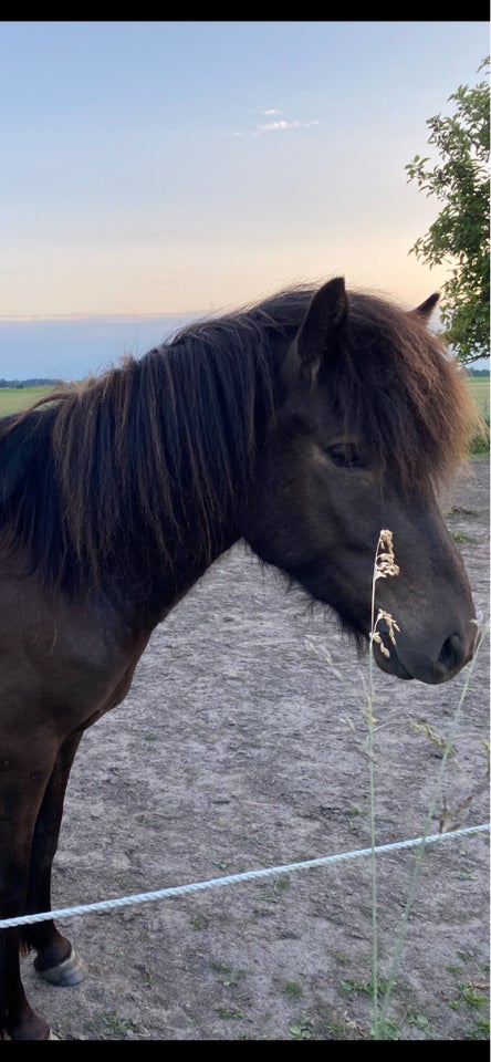 Islænder, vallak, 3 år