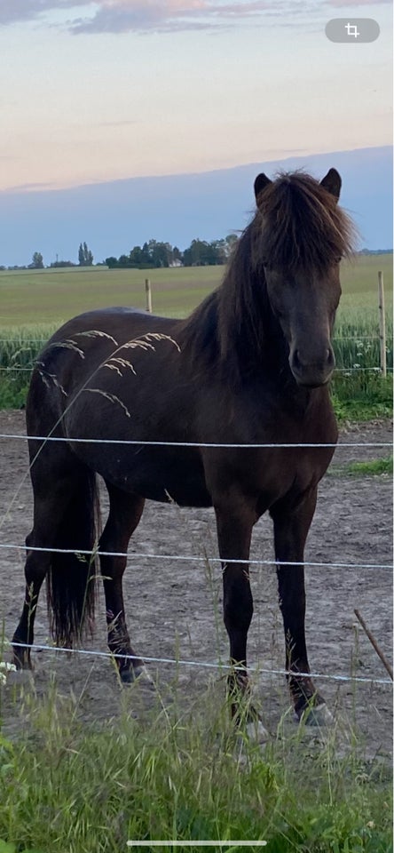 Islænder, vallak, 3 år