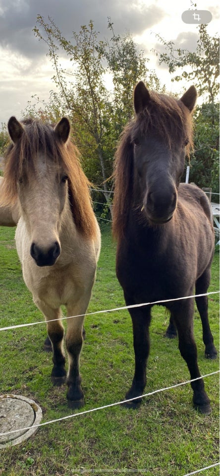 Islænder, vallak, 3 år