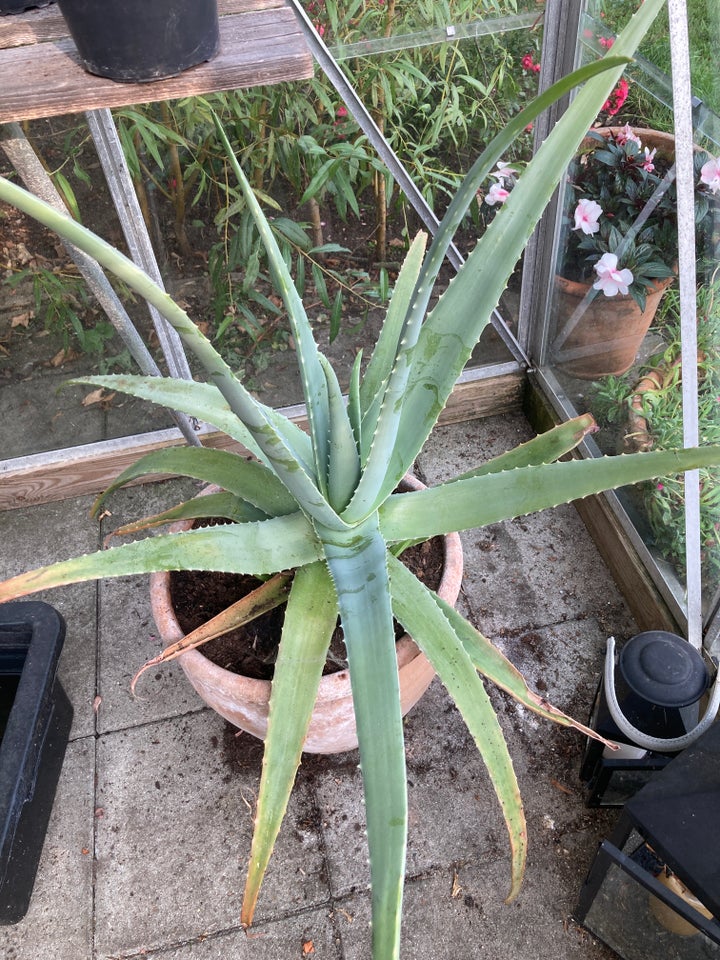 Aloe vera