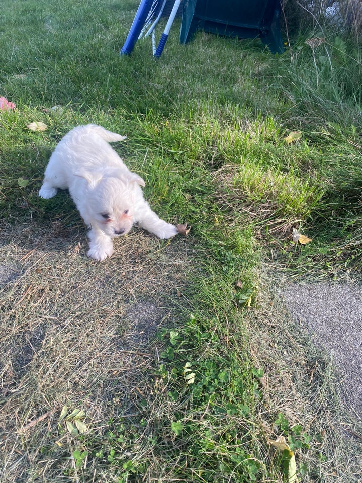 Bomuldshund Coton de tulear