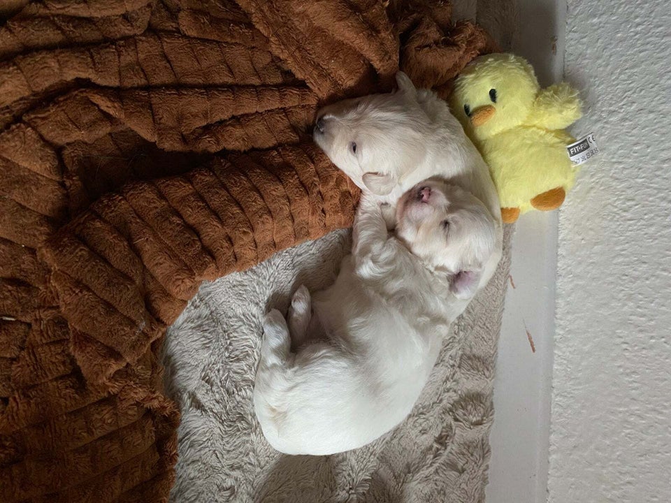 Bomuldshund Coton de tulear