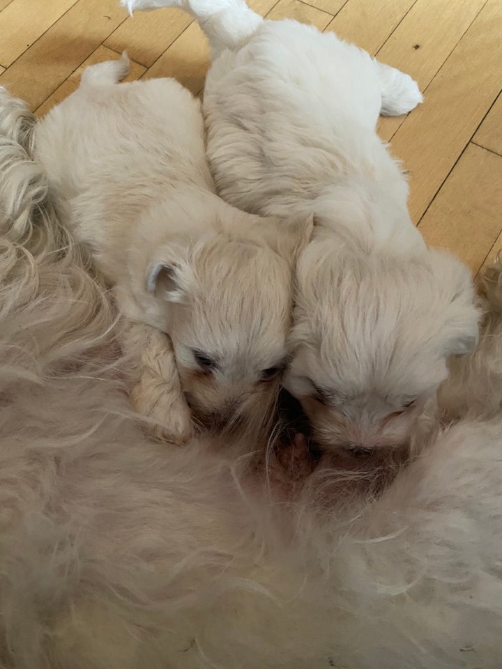 Bomuldshund Coton de tulear