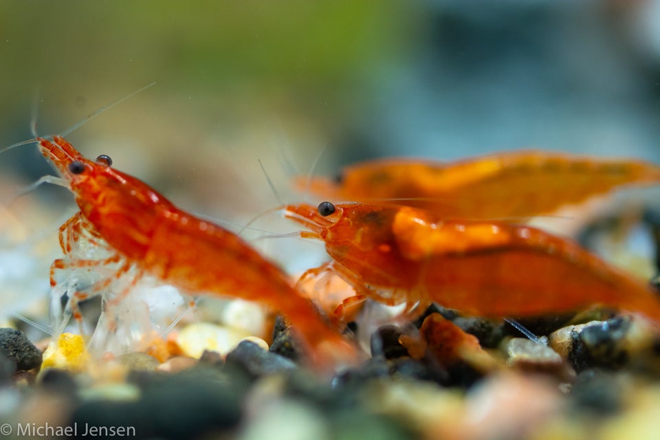 Amber Red Cherry Shrimp