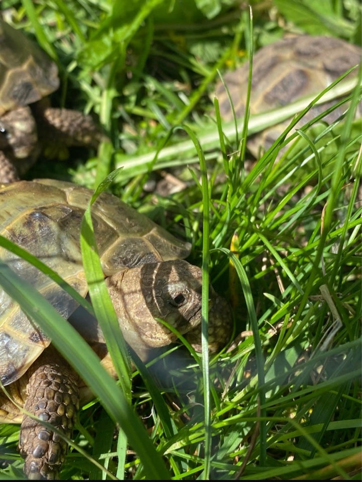 Skildpadde, Russiske