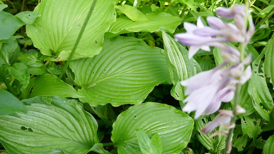 Hosta flere slags