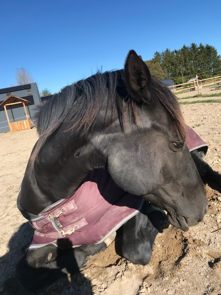 Varmblod - andre lande, hoppe, 15 år