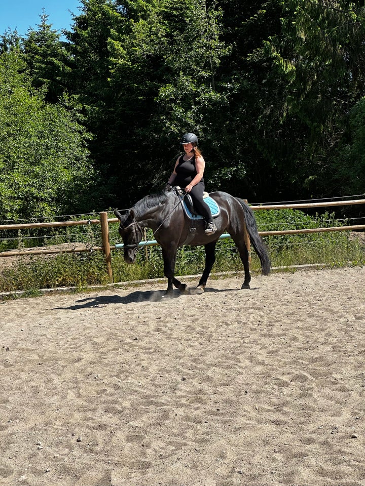 Varmblod - andre lande, hoppe, 15 år