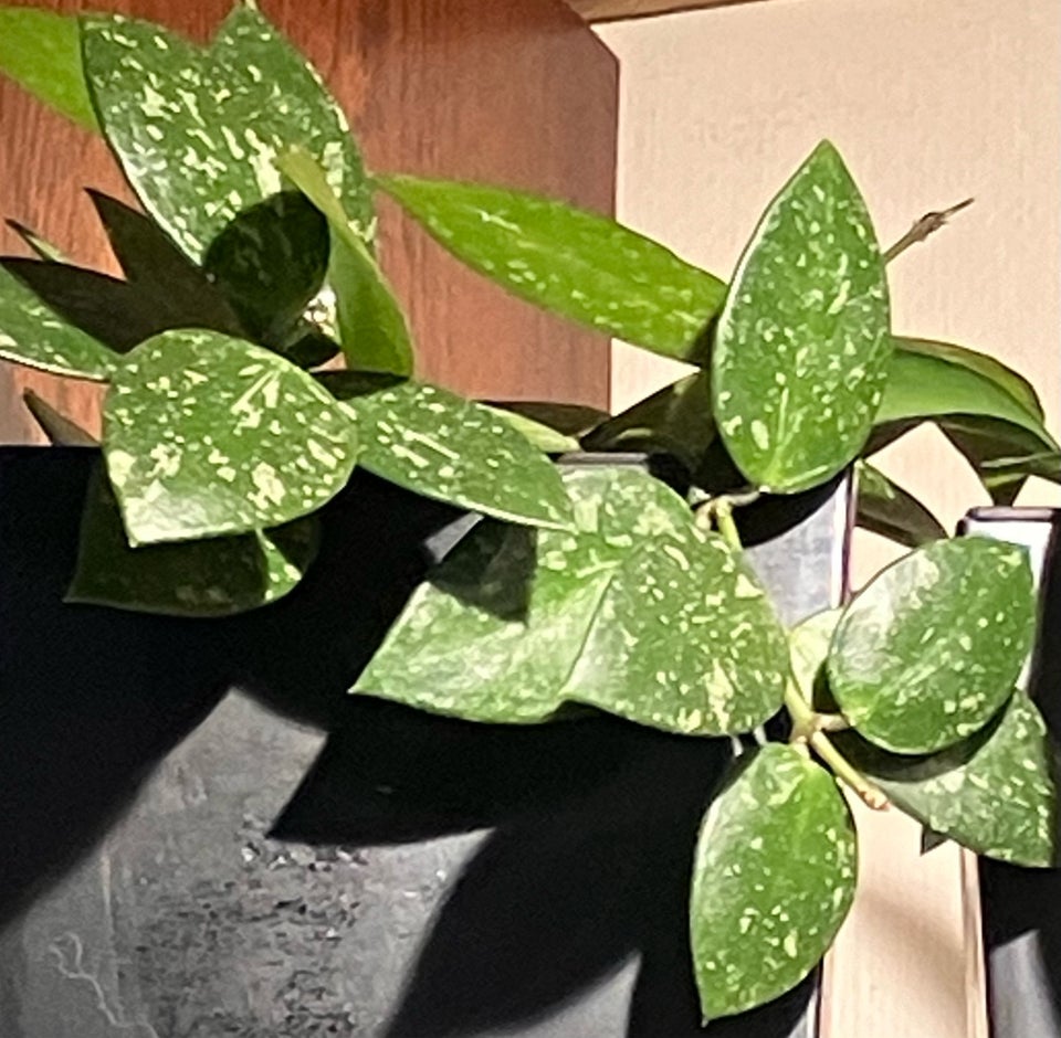 Stueplante, Hoya Gracilis