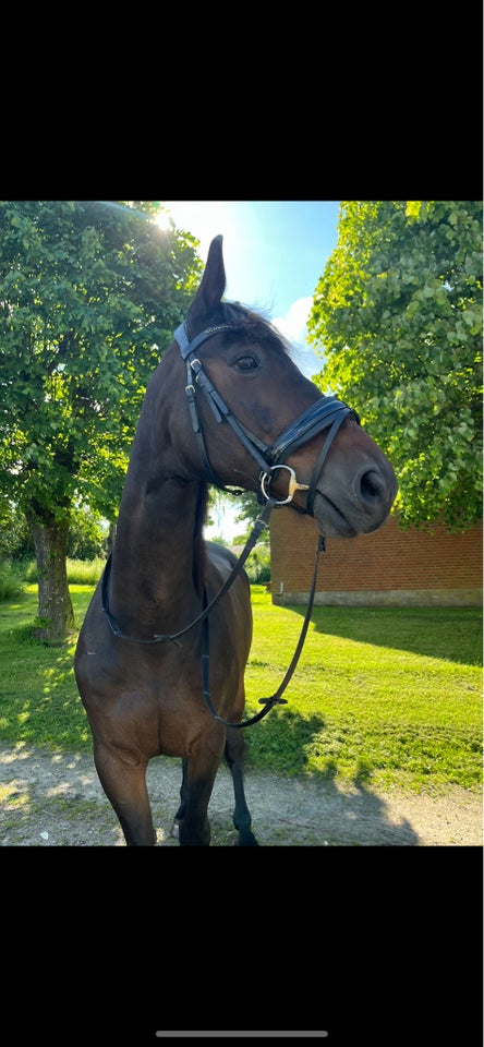 Trakehner, vallak, 17 år