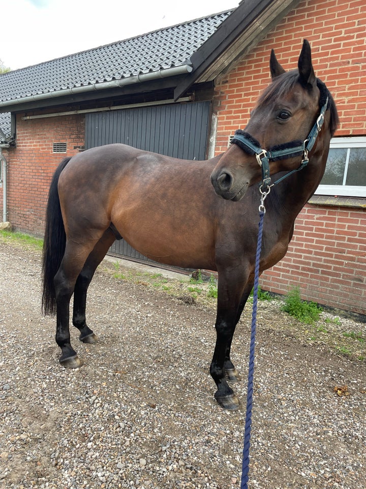 Trakehner, vallak, 17 år