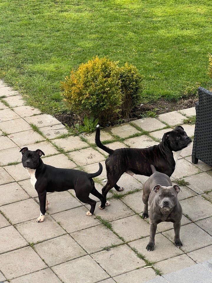 Staffordshire Bull Terrier hund