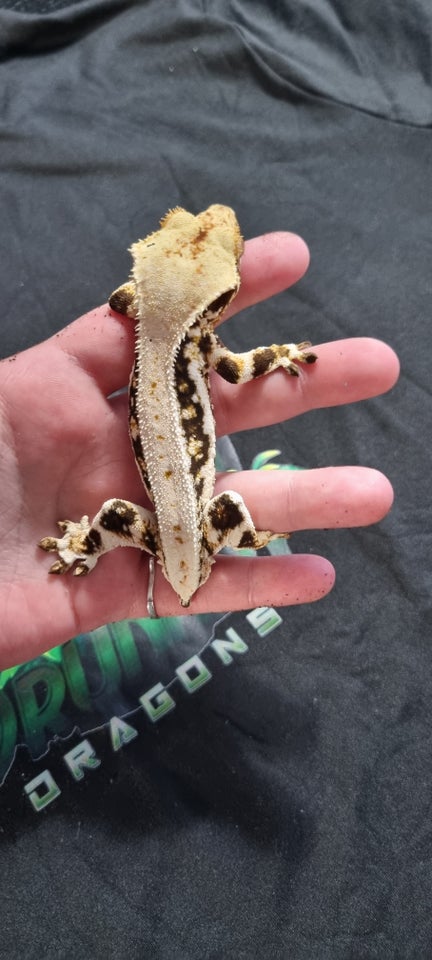 Gekko Kronegekko