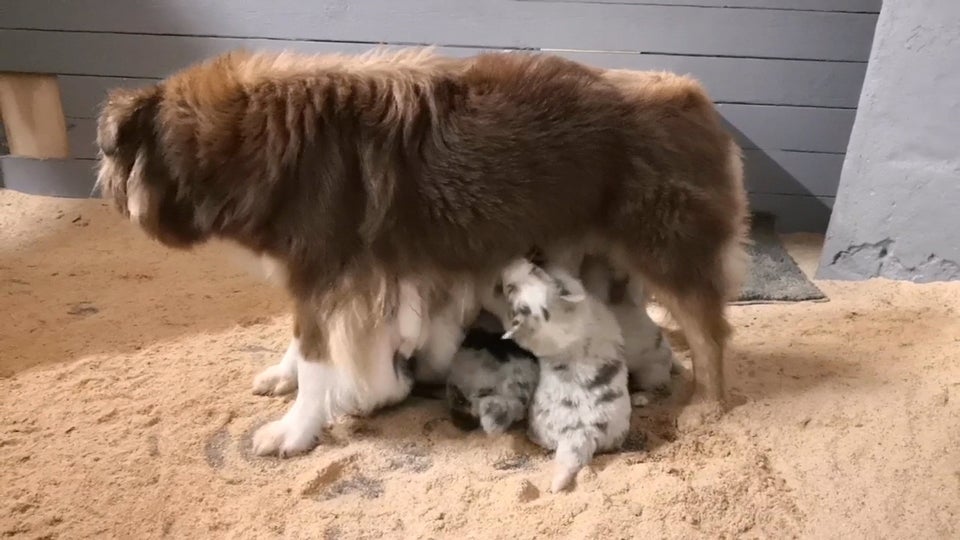 Australian shepherd hvalpe