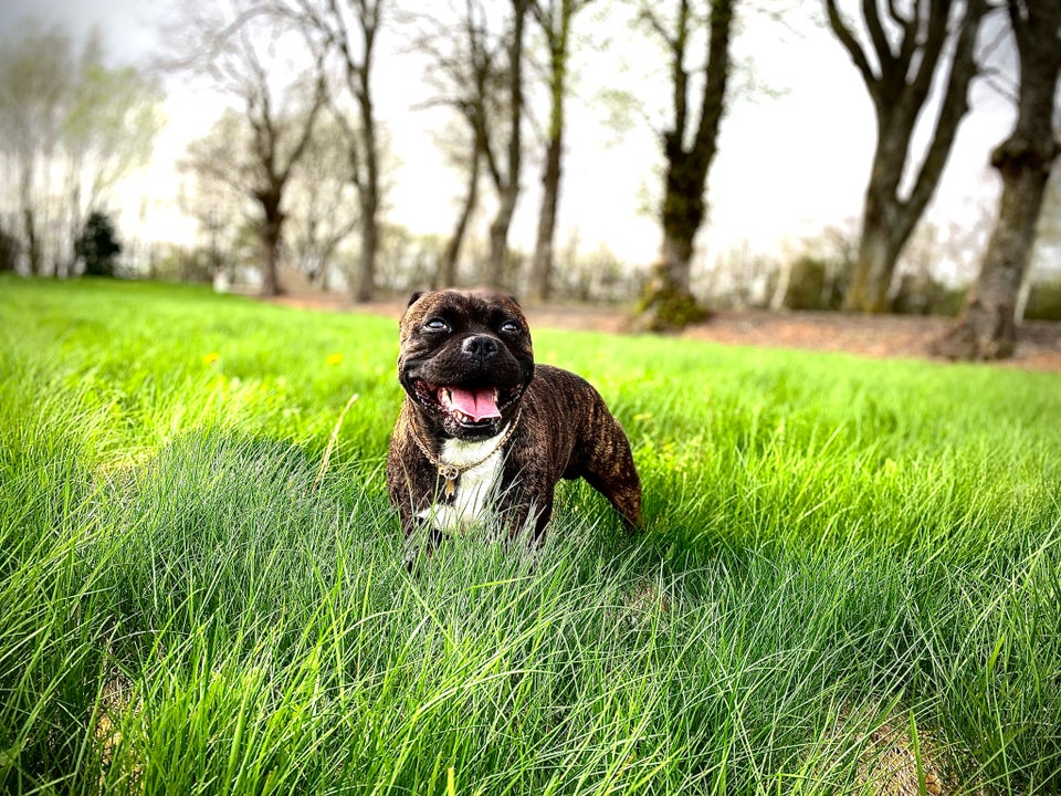 Staffordshire/oeb, hund, 4 år