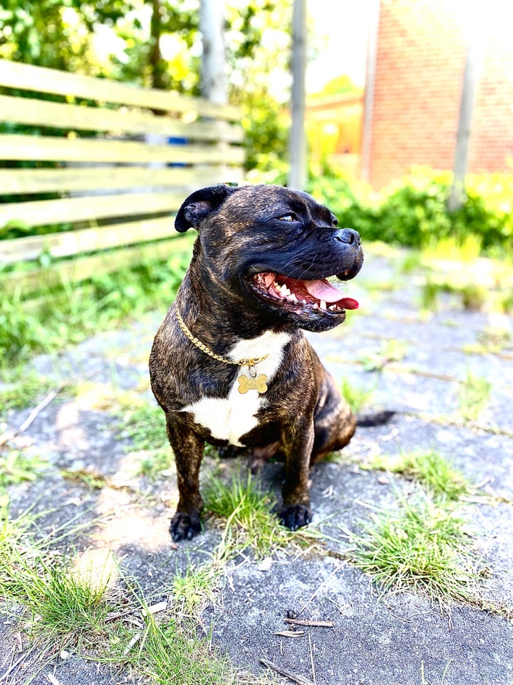 Staffordshire/oeb, hund, 4 år