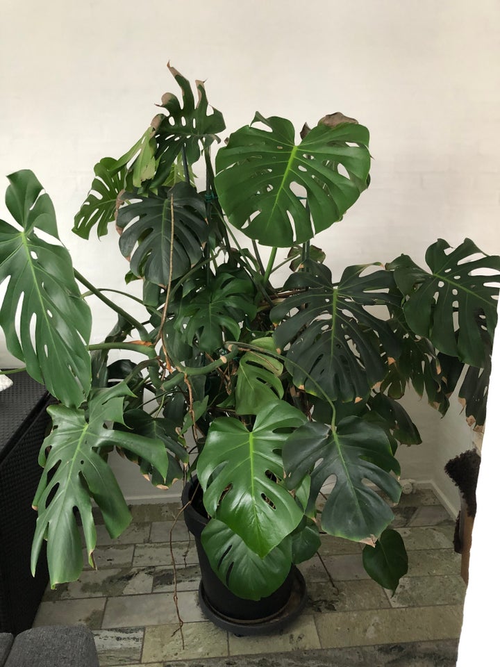 Stueplante, Monstera