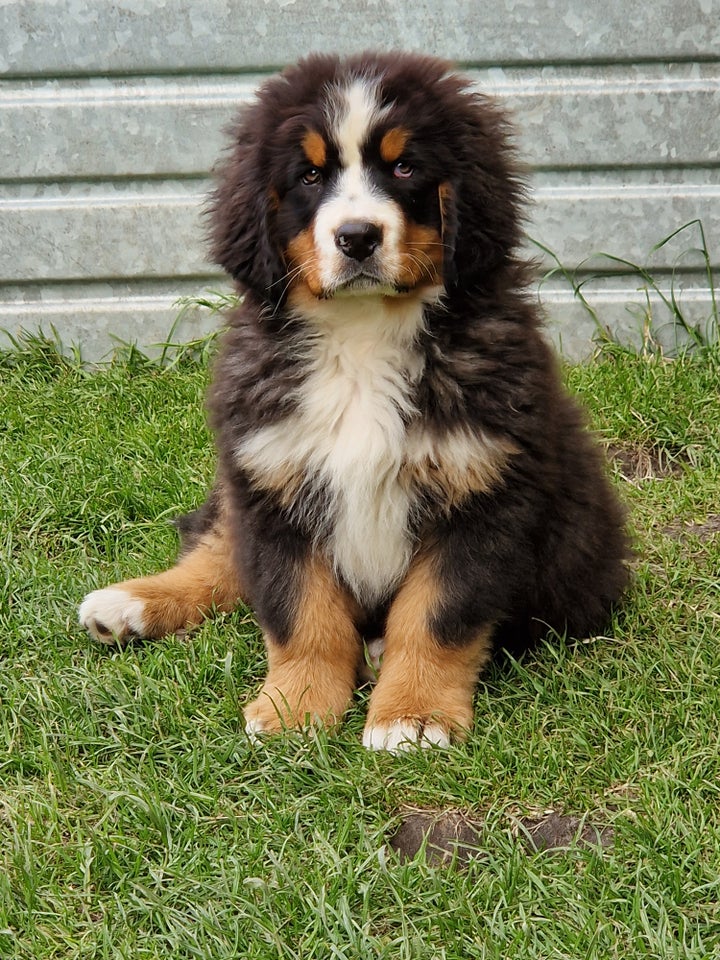 Berner Sennenhunde puppies