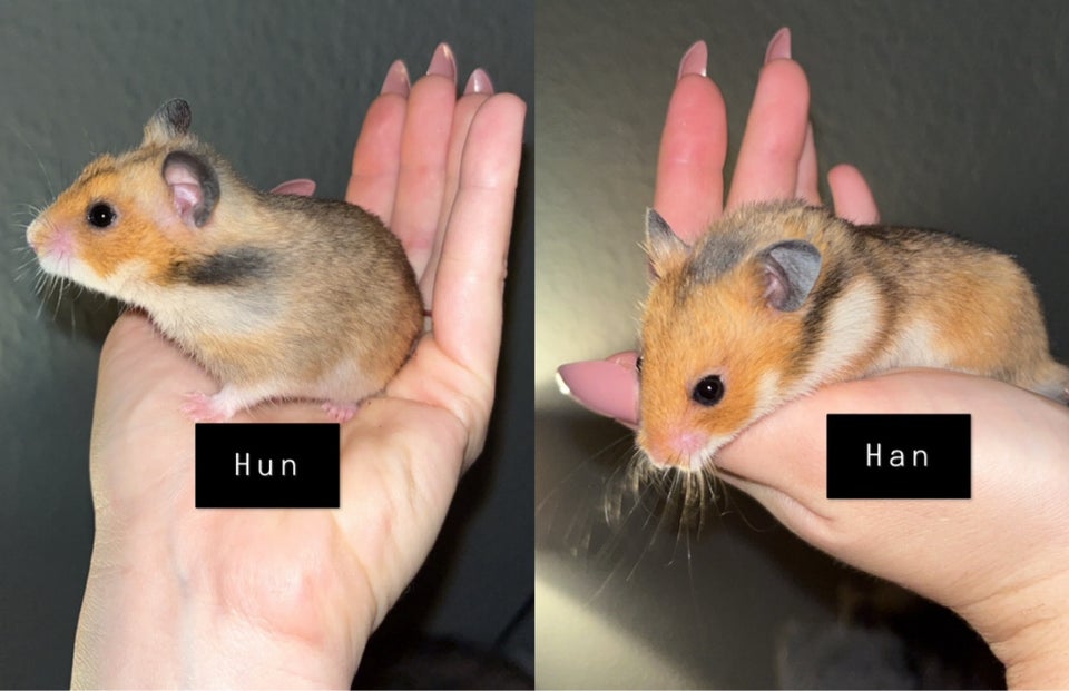 Hamster, Guldhamster, 0 år