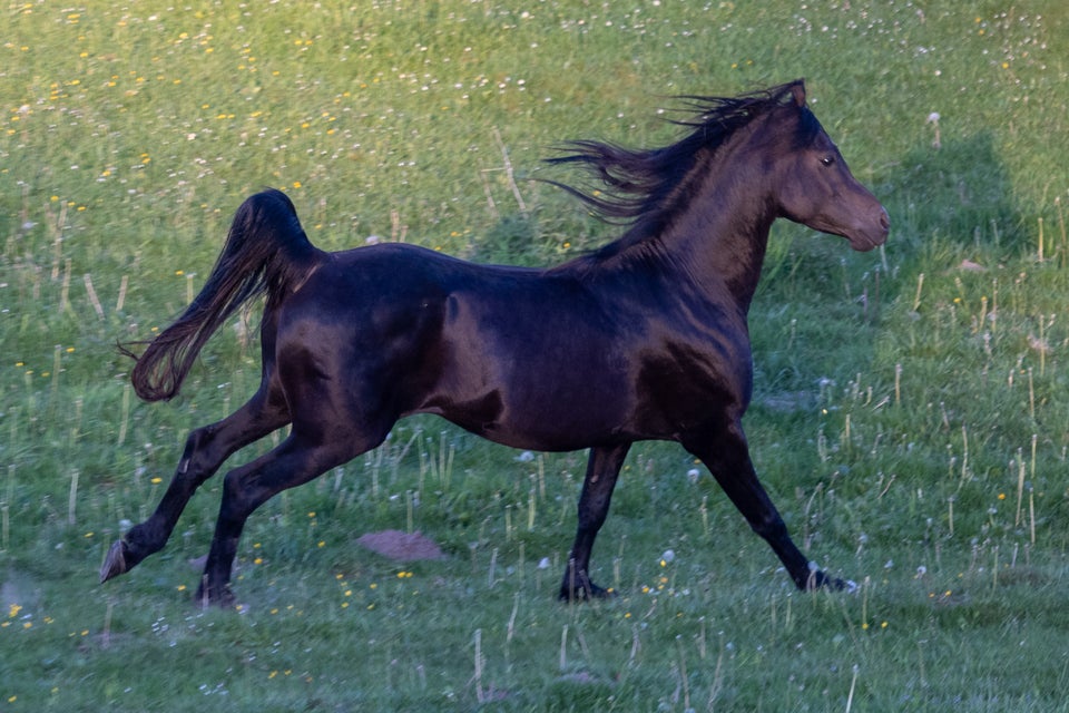 Drømmen om den sorte hingst