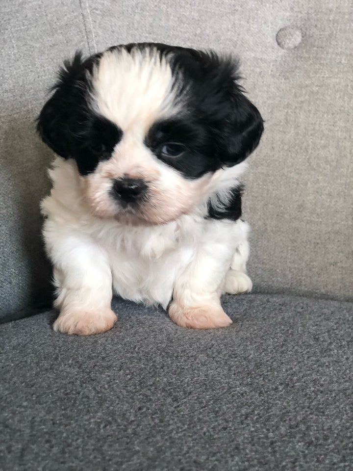 Shih tzu hanhund hvalp