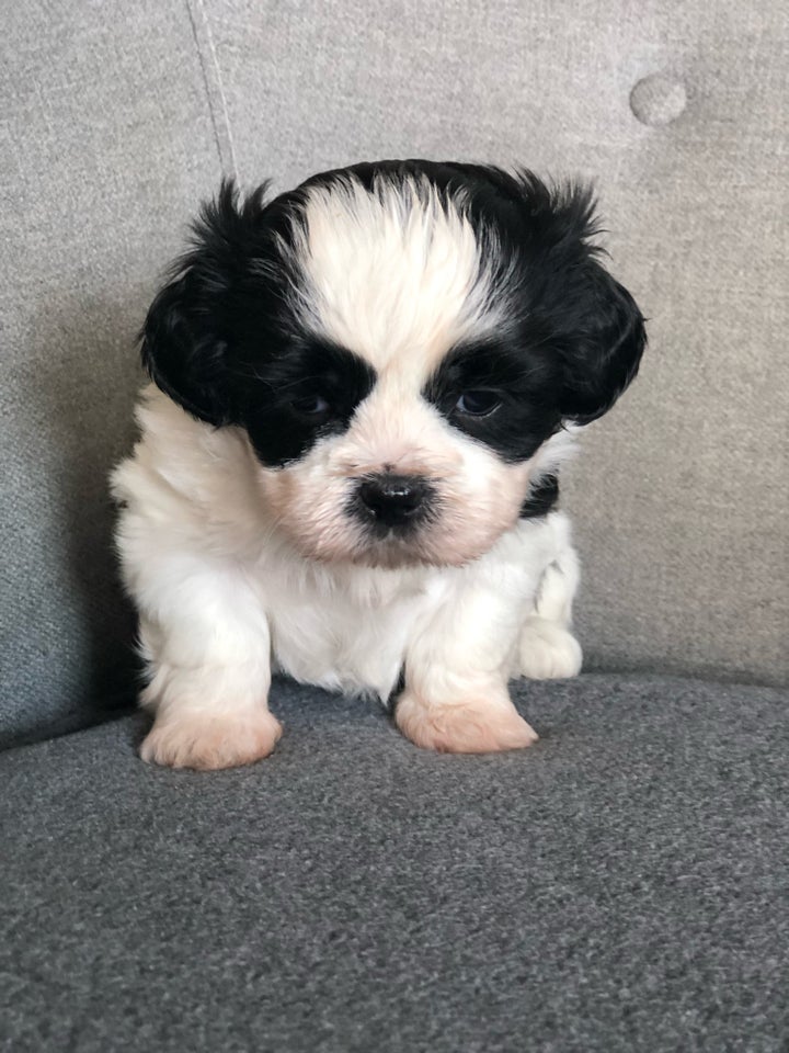 Shih tzu hanhund hvalp