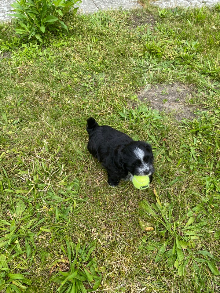 Søde Bichon havanaise og ha