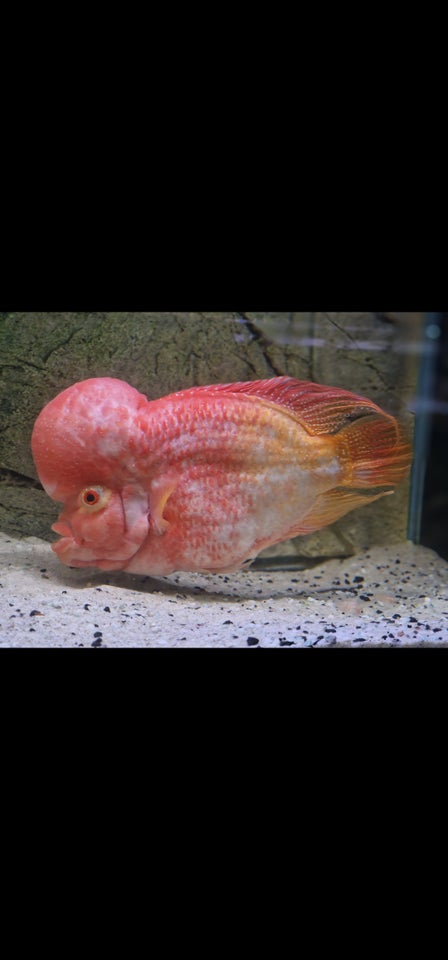 Flowerhorn 1 stk