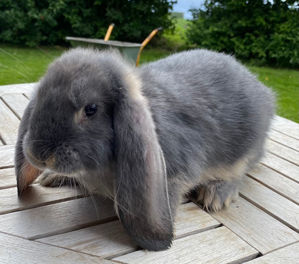 Kanin FRANSK VÆDDER HUN BLÅ OTTER