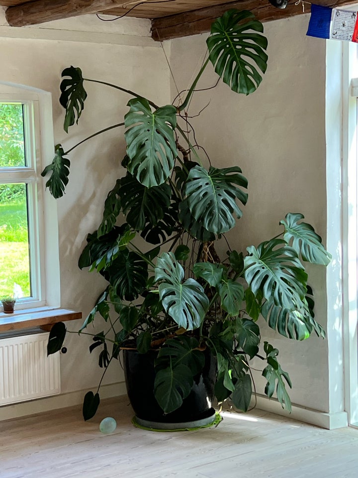 Stue plante Monstera