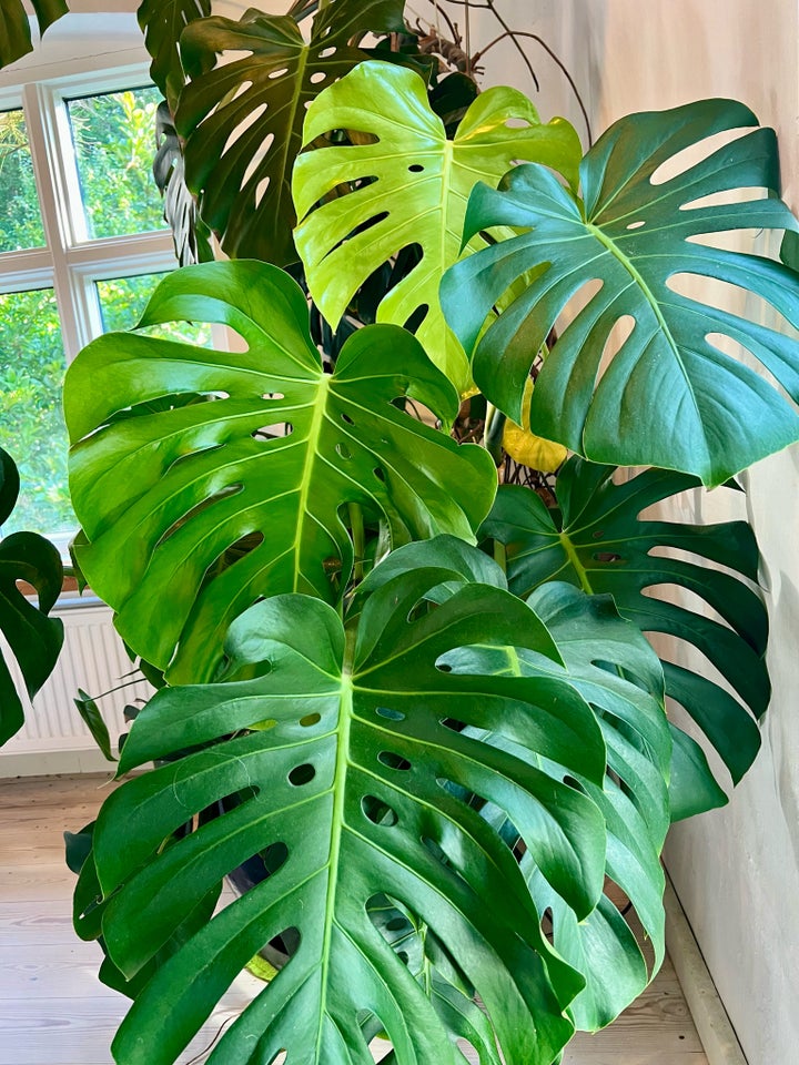 Stue plante Monstera