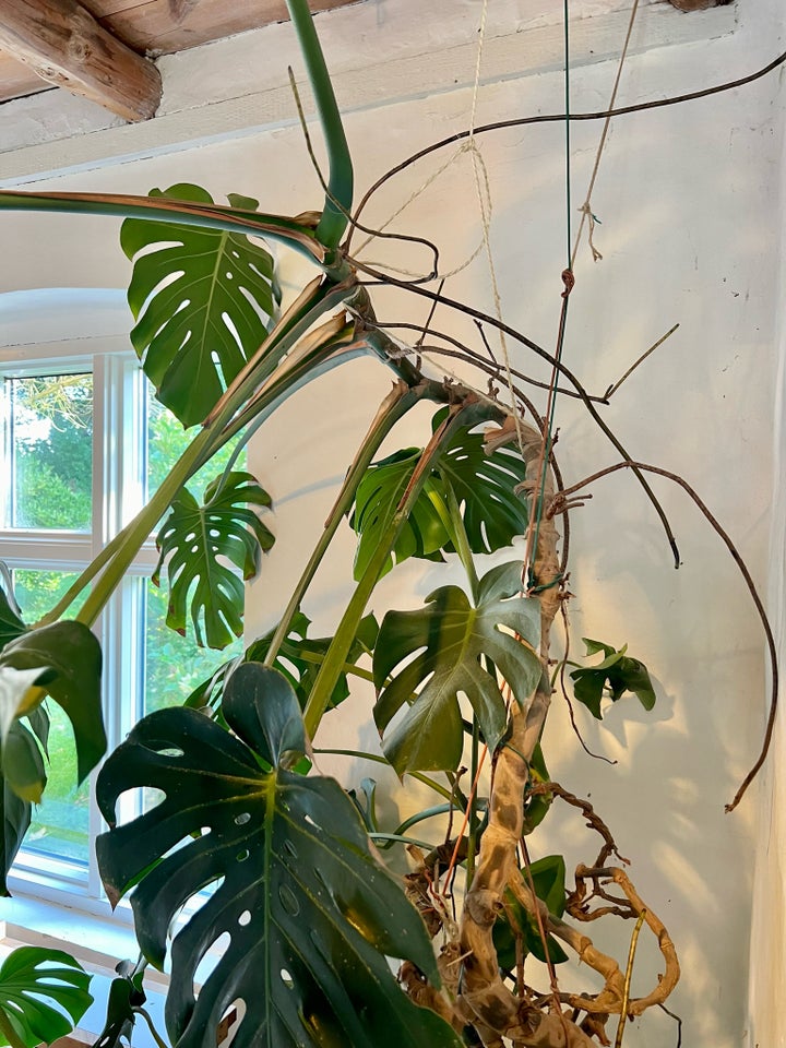 Stue plante Monstera