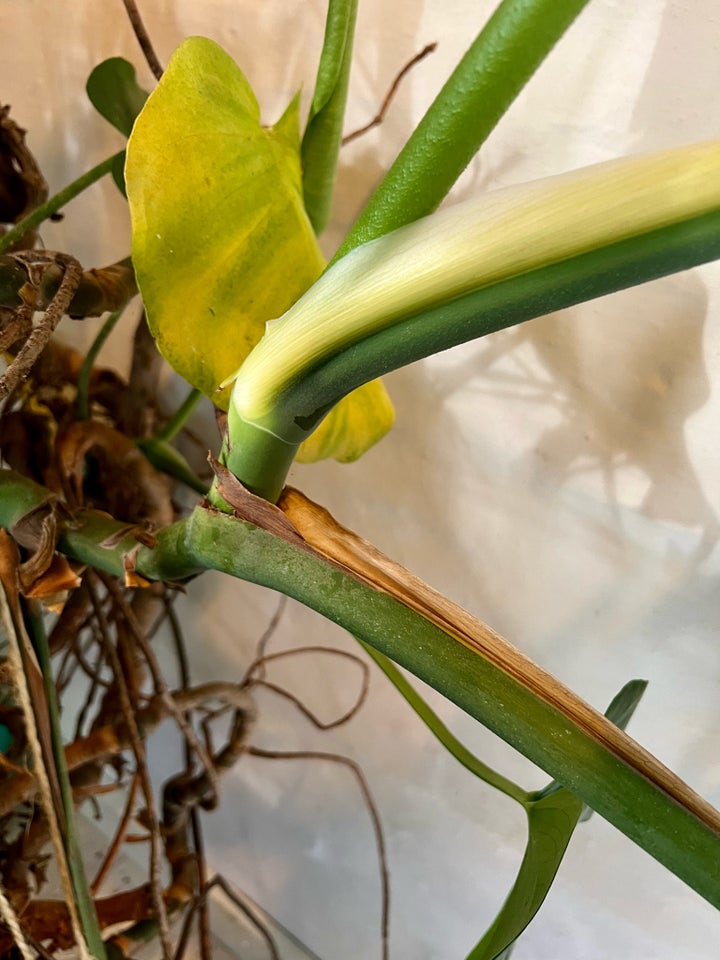 Stue plante Monstera