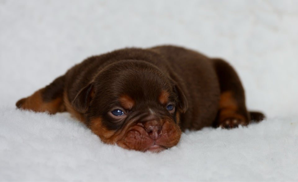 Old english bulldog flere hvalpe