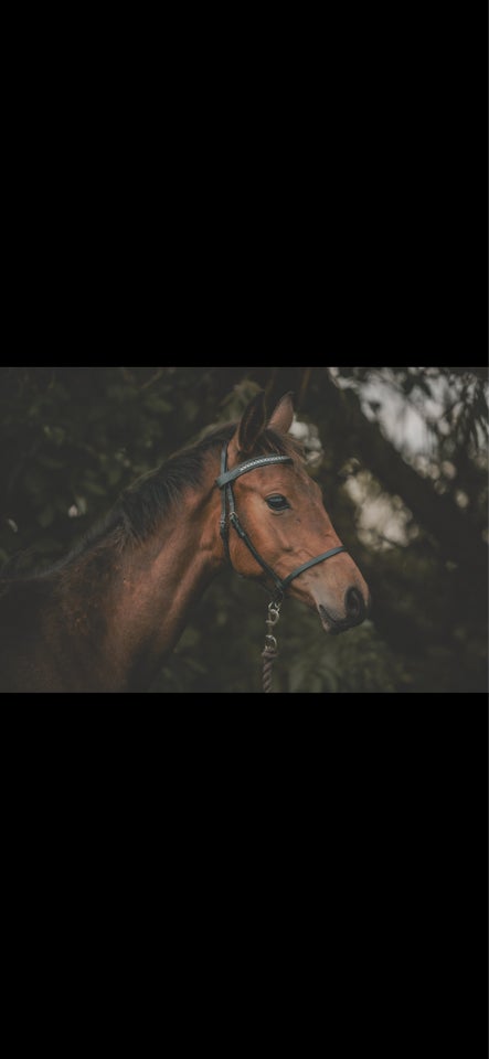 Dansk Varmblod, hingst, 1 år