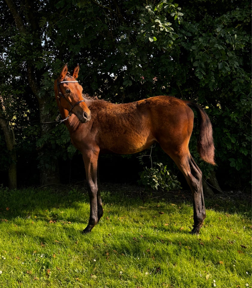 Dansk Varmblod, hingst, 1 år