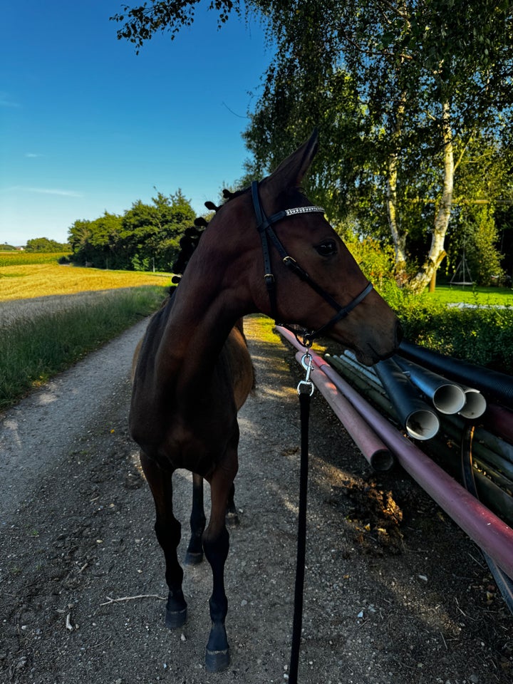 Dansk Varmblod, hingst, 1 år