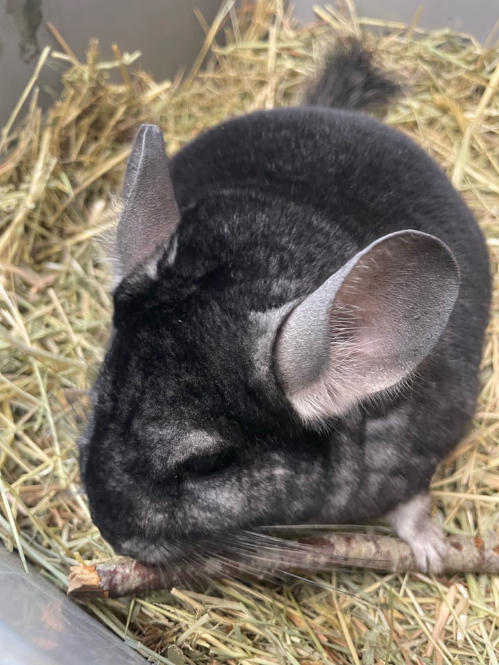 Chinchilla, 260424 år