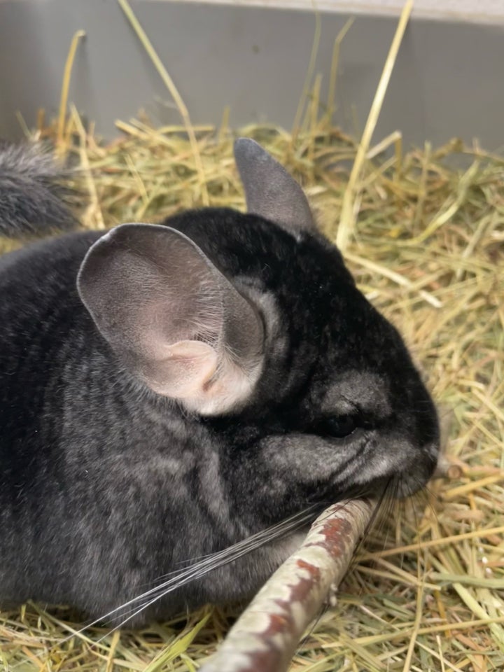 Chinchilla, 260424 år