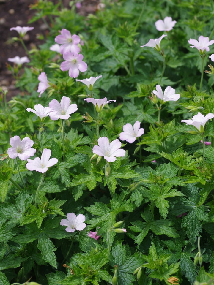 Geranium Oxonianum Storkenæb der