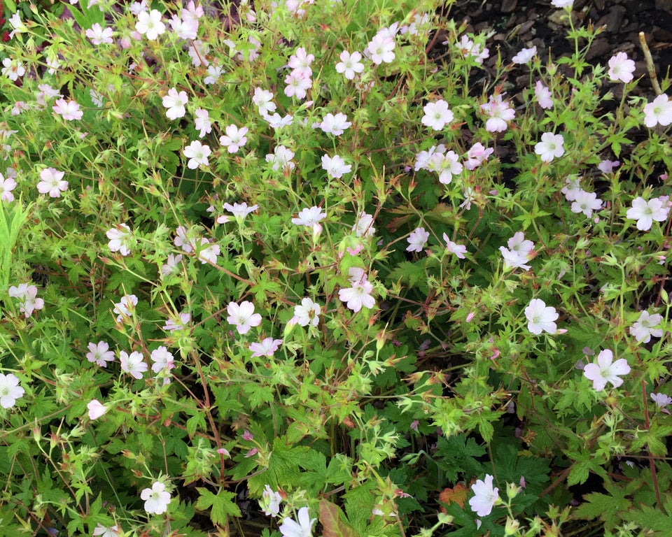 Geranium Oxonianum Storkenæb der