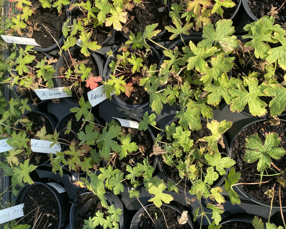 Geranium Oxonianum Storkenæb der