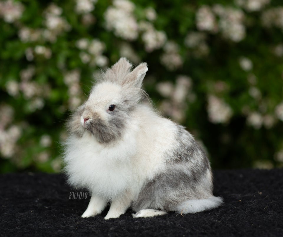 Kanin Ren race Løvehoved 2 år