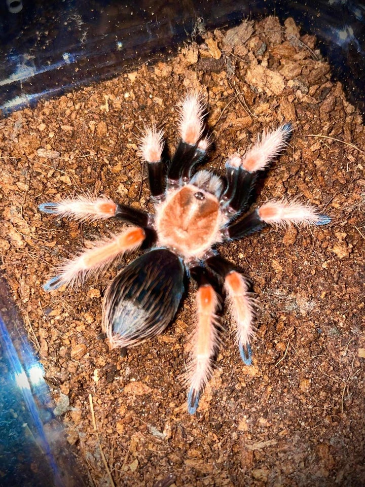 Edderkop Brachypelma boehmei