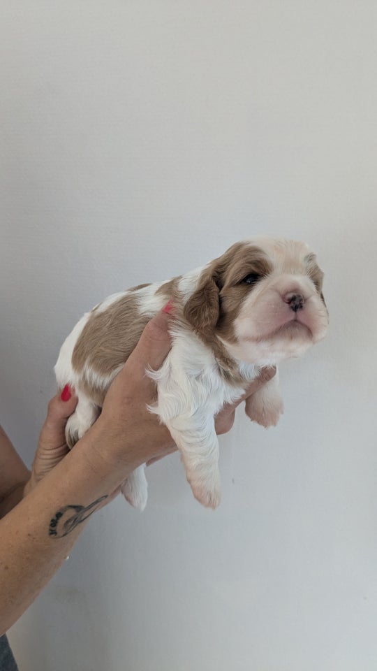 Cavalier king charles spaniel