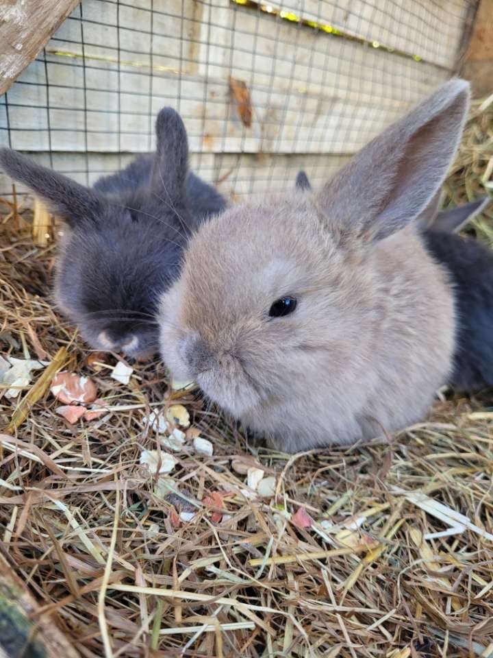 Kanin, Minilop, 0 år