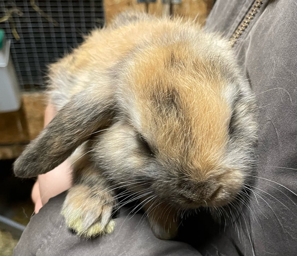 Kanin Mini lop / løvehoved 0 år