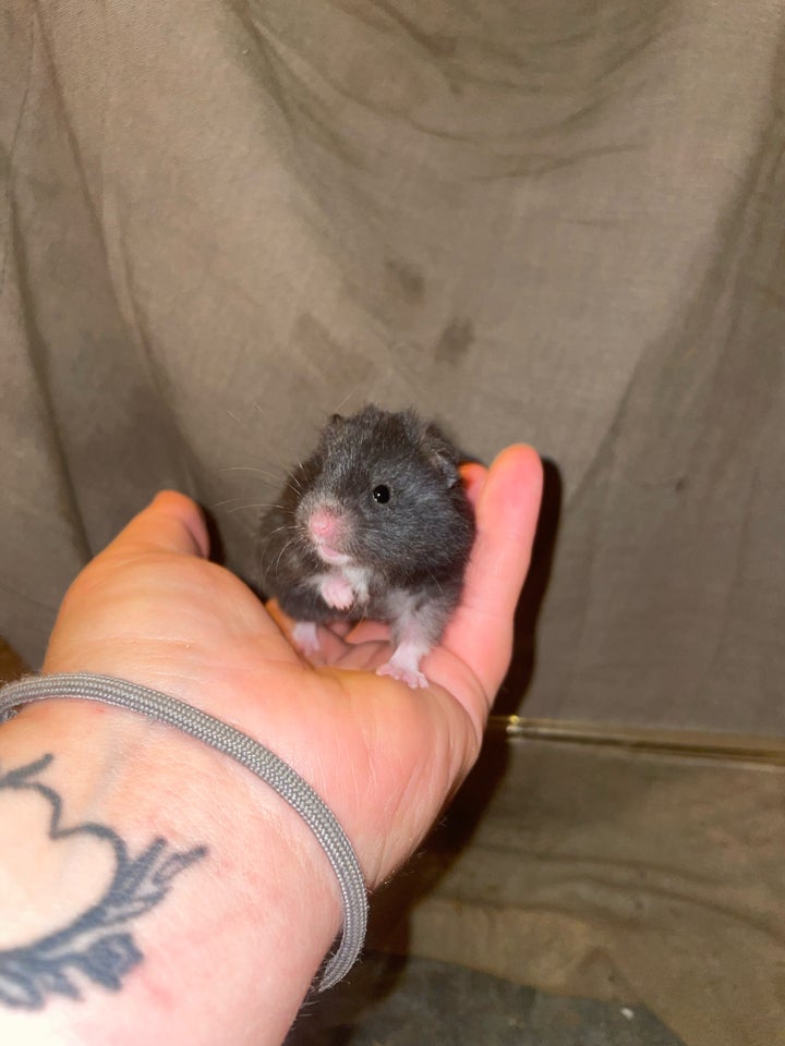 Hamster, Guldhamster, 0 år