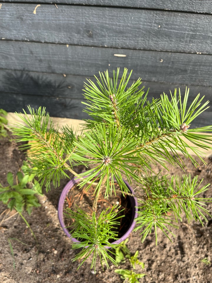 Skovfyr (Pinus Sylvestris)