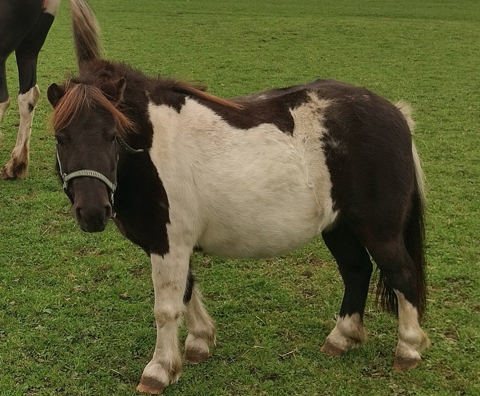 Islænder/Shetlænder hoppe 11 år